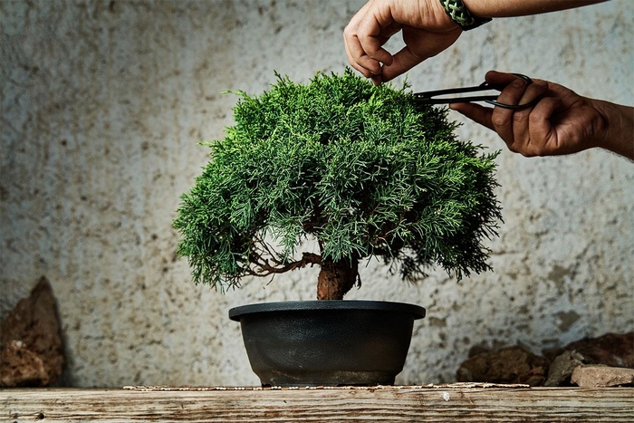 A Baveno bonsai in mostra