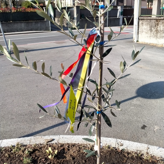 I residenti di via XXIV Maggio posano l'ulivo della pace