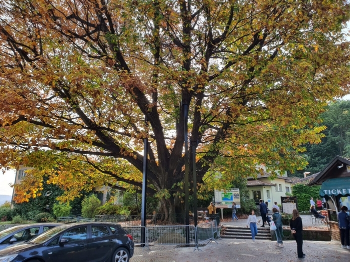 Due “stampelle” d’acciaio per la maxi-quercia di Villa Taranto