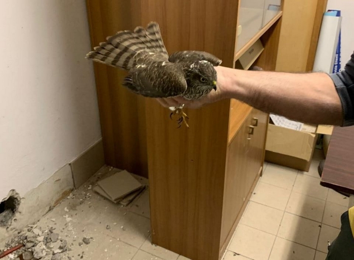Liberato lo sparviero bloccato nel centro commerciale