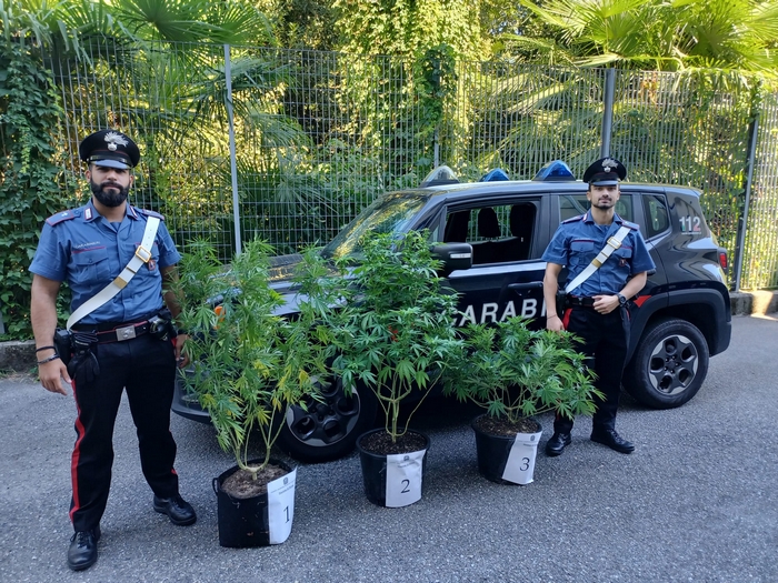 I carabinieri intervengono per un finto accoltellamento e scoprono tre piante di marijuana