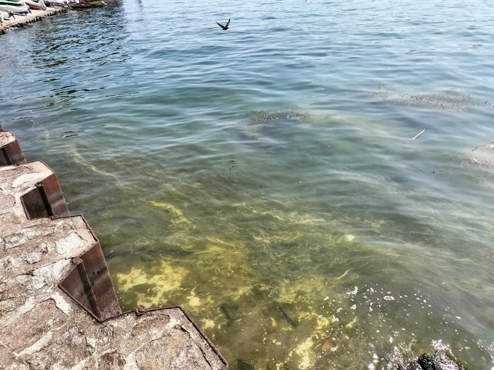 Suna, il caldo fa fiorire le alghe azzurre. Arpa vigila: nessun rischio per la salute
