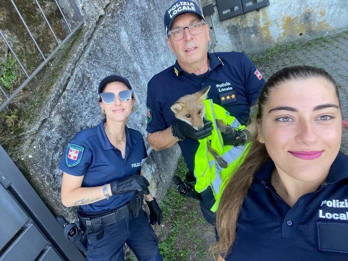 I vigili salvano la volpe ferita da un'auto
