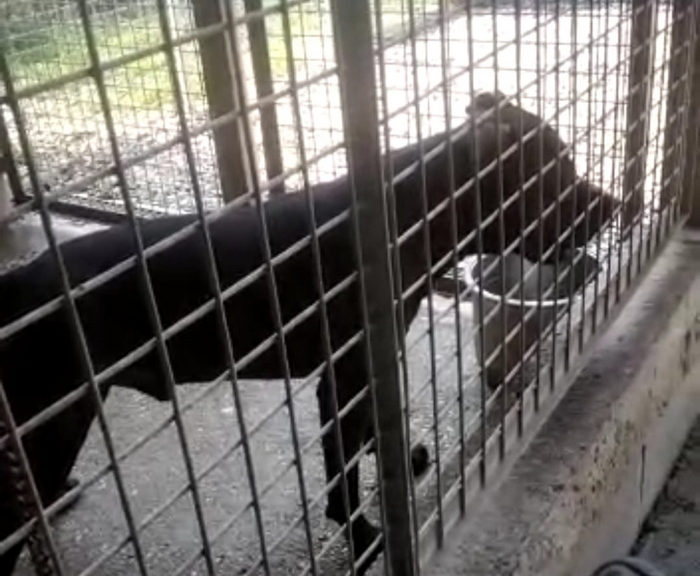 Salvo il pitbull mordace che rischiava l’abbattimento