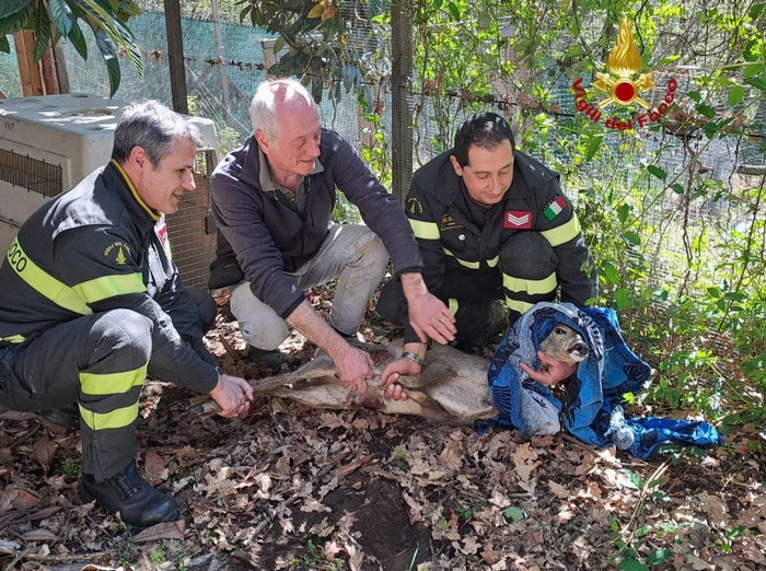 I vigili del fuoco salvano un capriolo bloccato in una cancellata