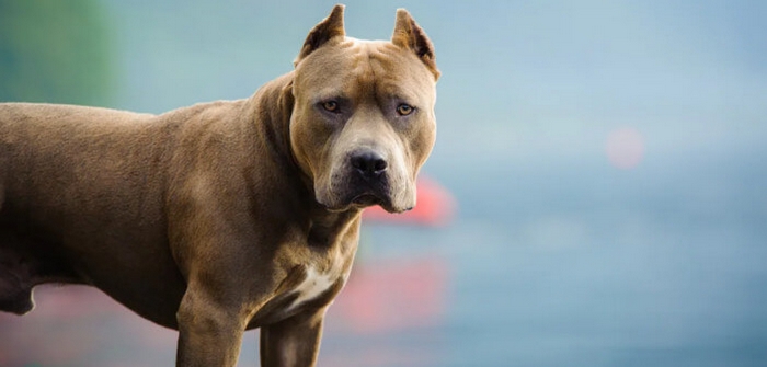 Donna morsa dal pitbull, proprietario e amico a giudizio
