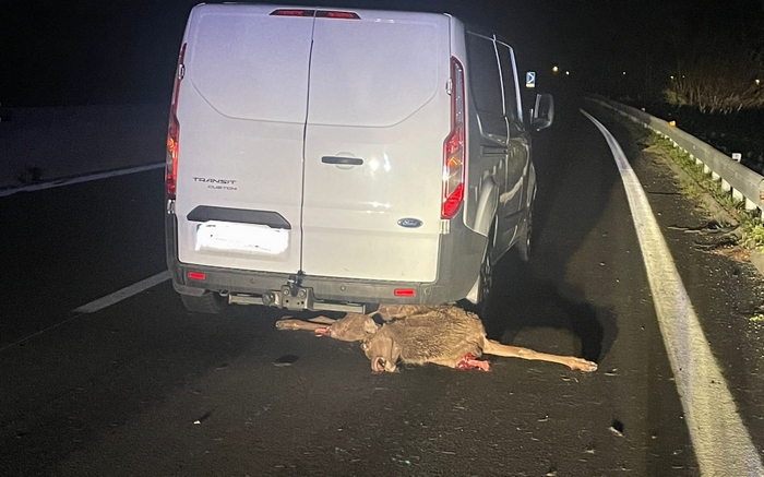 Capriolo investito in superstrada