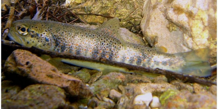Anche il Consiglio di Stato stoppa le trote atlantiche. Ambientalisti all’attacco