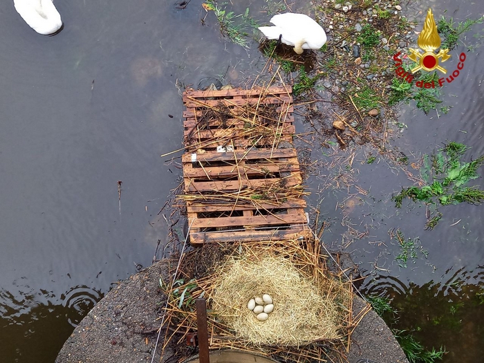 Il nido dei cigni salvato dalla piena del torrente (foto)