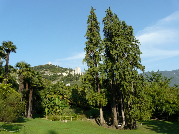 Piante malate a rischio crollo sulla ciclabile: via all’abbattimento
