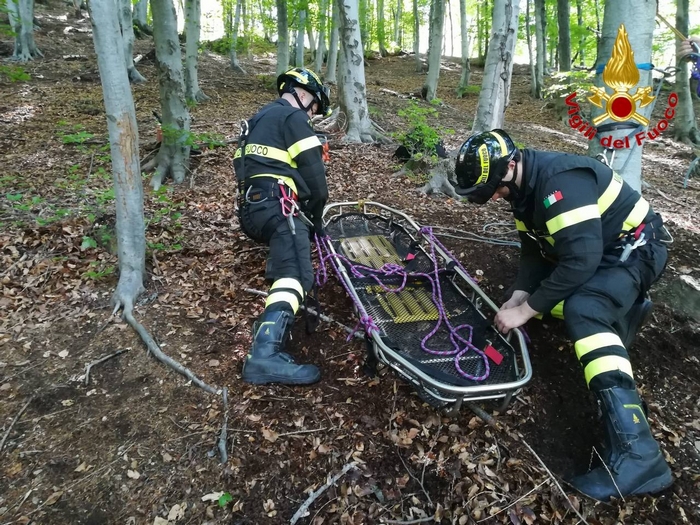 Boscaiolo muore travolto dal ramo che stava tagliando nel bosco