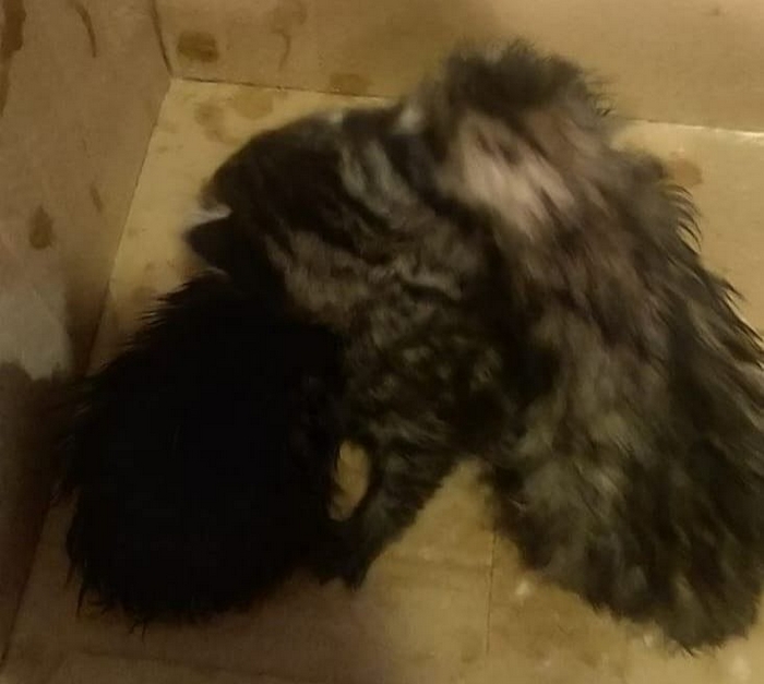I vigili del fuoco salvano tre gattini “prigionieri” nel cofano d’un furgone