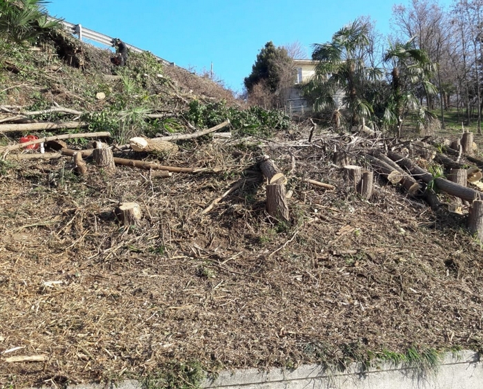 Taglio piante sulla provinciale: ascoltate le richieste del Quartiere (foto)