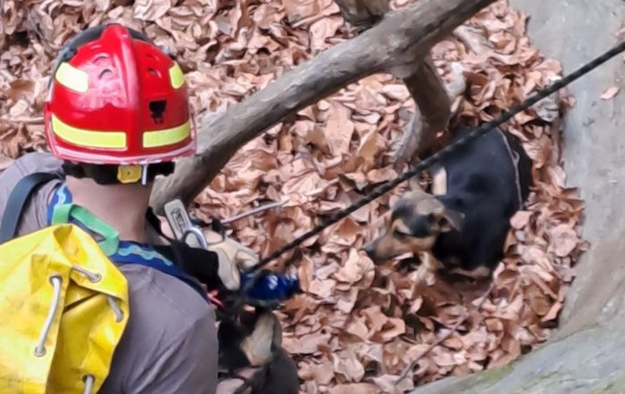 Cagnolino scivola in un canalone, salvato dai vigili del fuoco 