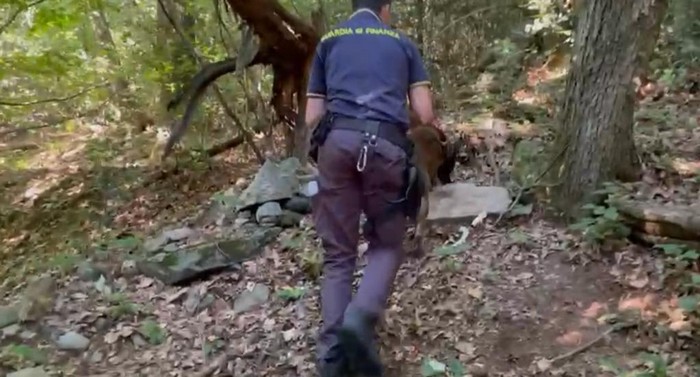 Blitz interforze nei boschi della droga con unità cinofile