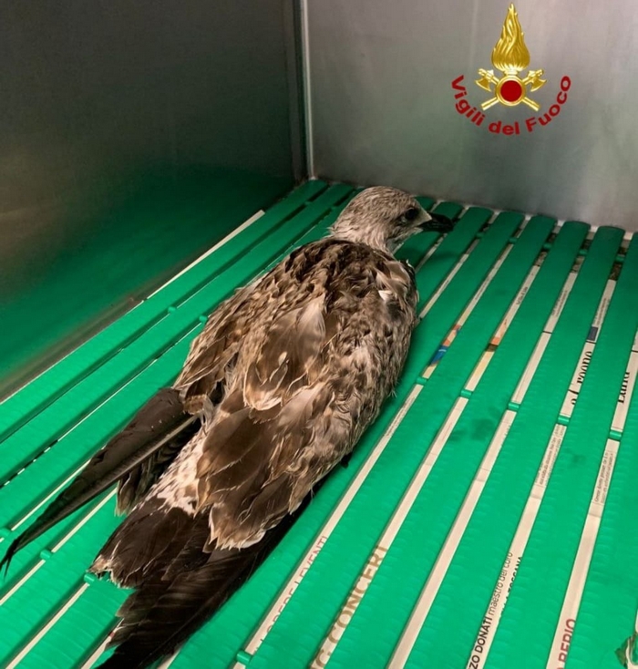 Gabbiano reale ferito salvato dai vigili del fuoco