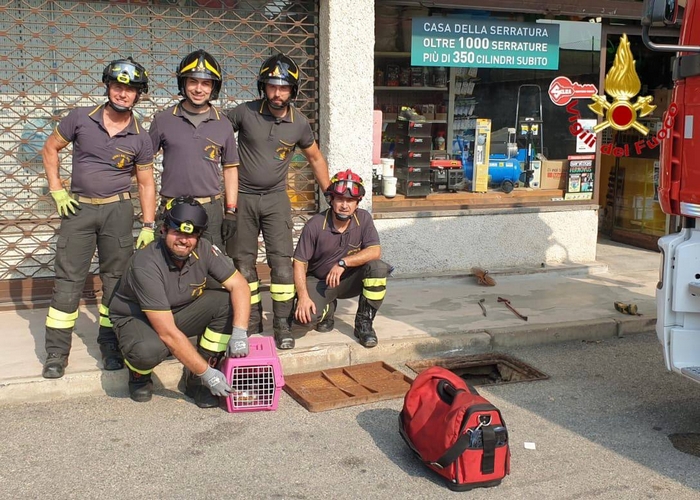 I vigili del fuoco salvano de gattini finiti in uno scarico (foto)