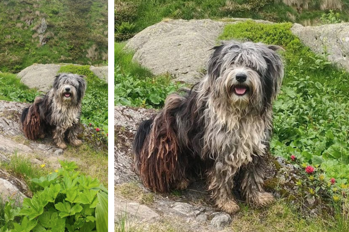 Si cerca il cane dell'escursionista infortunatosi in ValGrande
