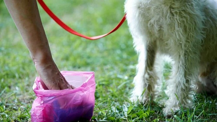 Deiezioni, decoro e multe: Verbania toglie l’obbligo del test dei Dna ai cani