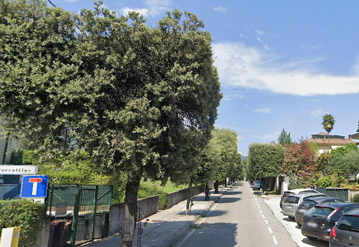 Al via una pesante potatura ai lecci di viale Franzosini