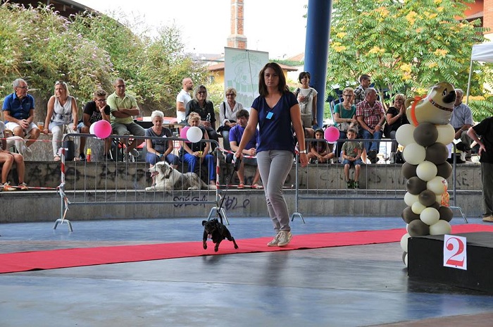 Domenica 7 ottobre ad Omegna la sfilata dei cani a favore del canile