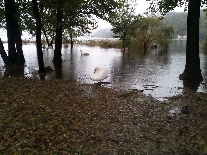 Alla Boschina, a Bagnella, il lago esonda e i cigni si impossessano della spiaggia
