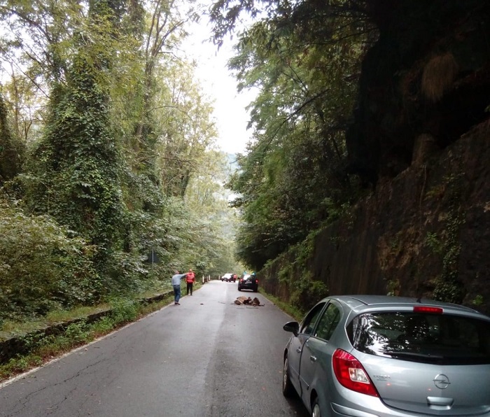 Massi sulla Provinciale 46 tra Arola e il ponte del Rio Pellino