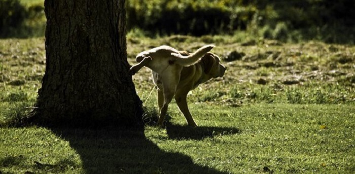 Conduzione e custodia dei cani ed altri animali: come si interpreta la norma ad Omegna