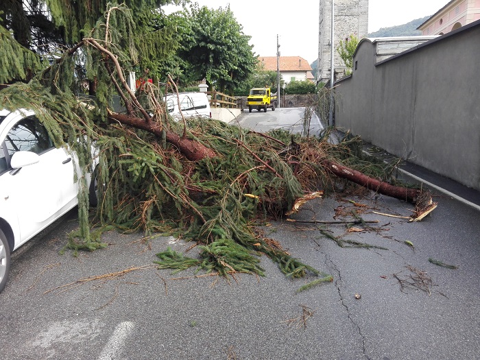Cade pianta su un'auto a Pettenasco a causa del forte temporale. Foto