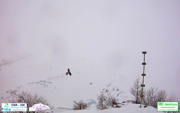 La Web Cam del Belvedere immortala una coppia di Gipeti sopra i cieli del Monte Rosa