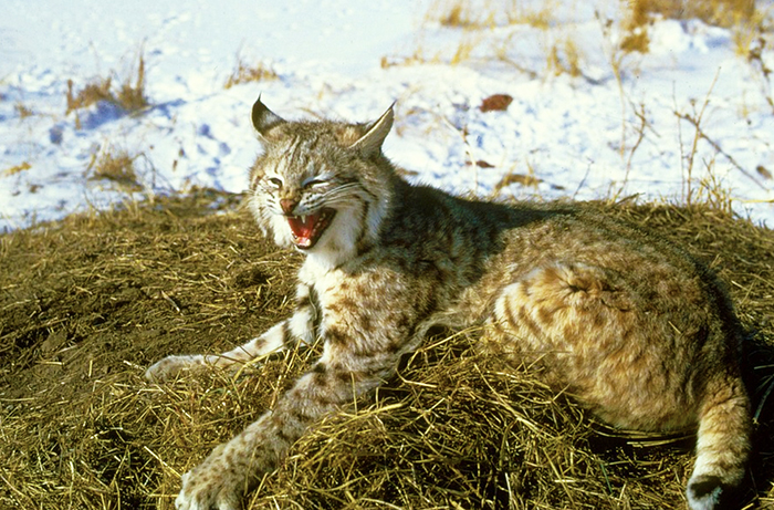 La Lince è tornata tra i monti dell'Ossola. Il suo monitoraggio al X° congresso italiano di teriologia