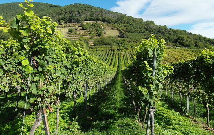 I vini di montagna a Vinitaly con l'Uncem: “Viticultura eroica, strappando territori all'abbandono”