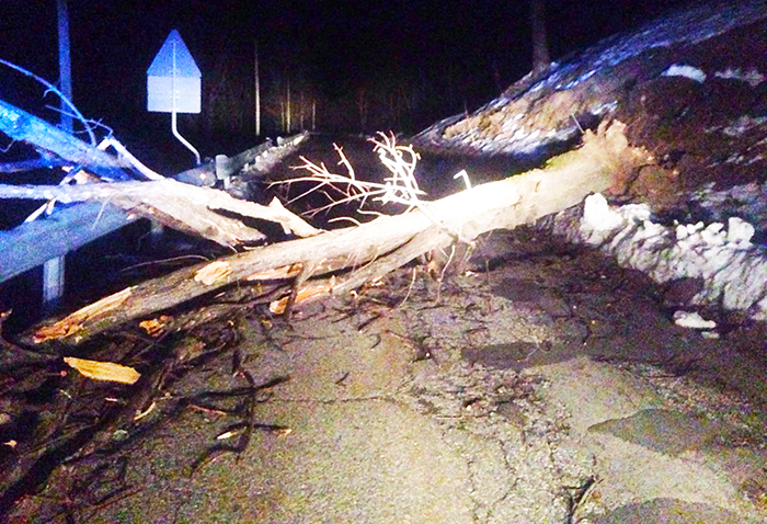 Tragedia sfiorata a San Domenico, albero cade sulla strada