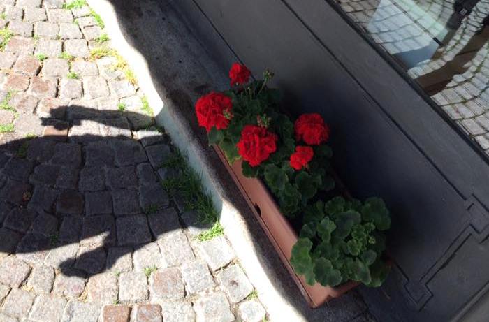 La signora che ruba i gerani dalle vetrine filmata dal negoziante esasperato