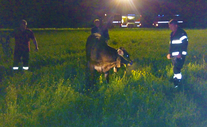 Mucca intrappolata a 30 metri d'altezza salvata dai vigili del fuoco