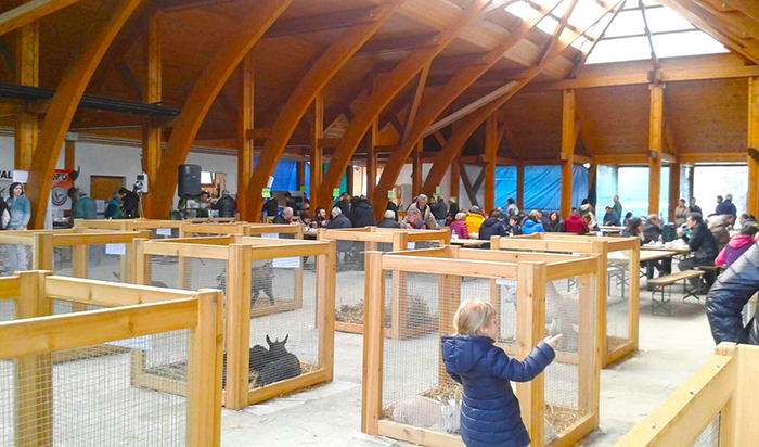 A Santa Maria Maggiore una finestra sul mondo rurale con la 26º Mostra del Capretto Tipico Vigezzino