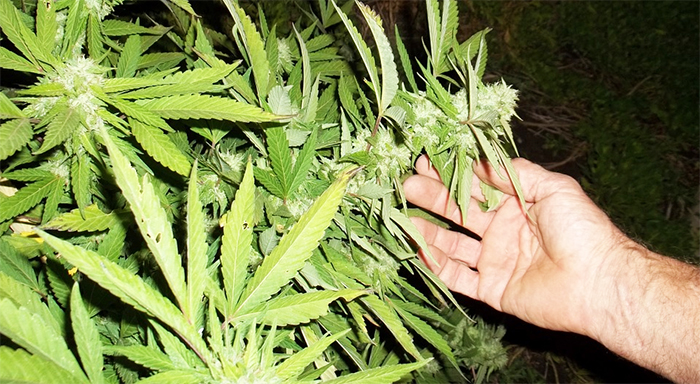 Tre piante di marjuana alte due metri in casa. Domese denunciato