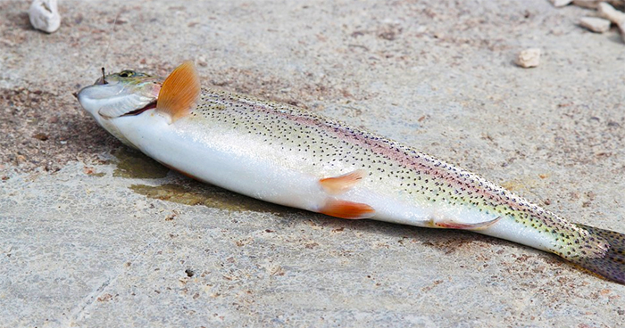 Parco Val Grande: l'assenza di precipitazioni costringe ad anticipare la chiusura della pesca
