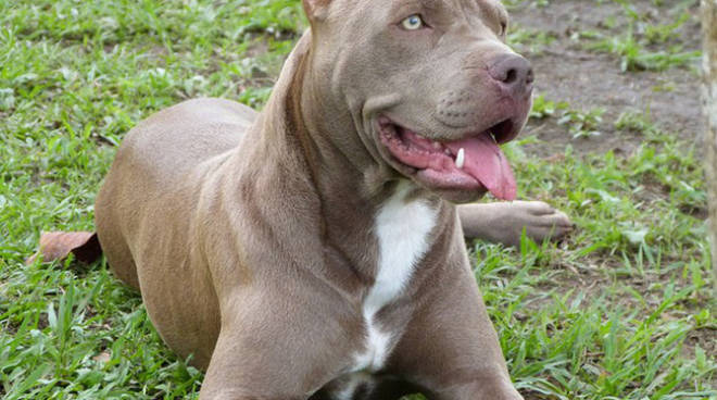 Pitbull in libertà azzannò passante, condannato il proprietario