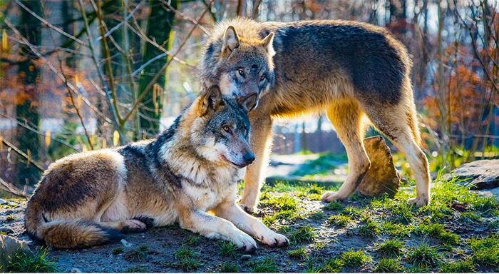 Il ritorno dei lupi sulle Alpi "non è un problema". Parla il presidente del Centro cani anti lupo