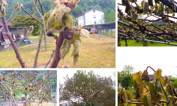 Danni dal gelo anche per gli alberi da frutta: "Ingenti ma difficili da stimare"