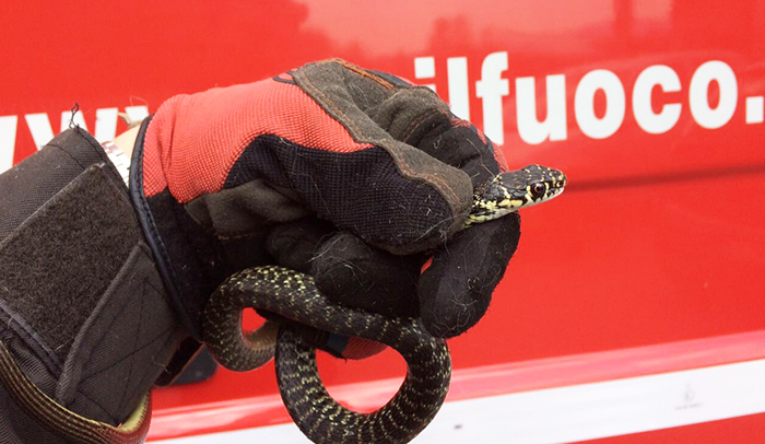Trova un rettile in casa, intervengono i Vigili del fuoco