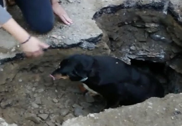 Salvato cane meticcio bloccato in un canale di raccolta acque piovane