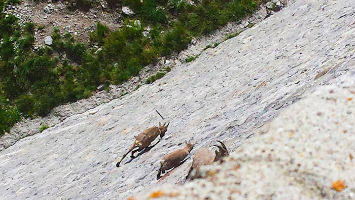 Escursione foto-naturalistica tra gli stambecchi
