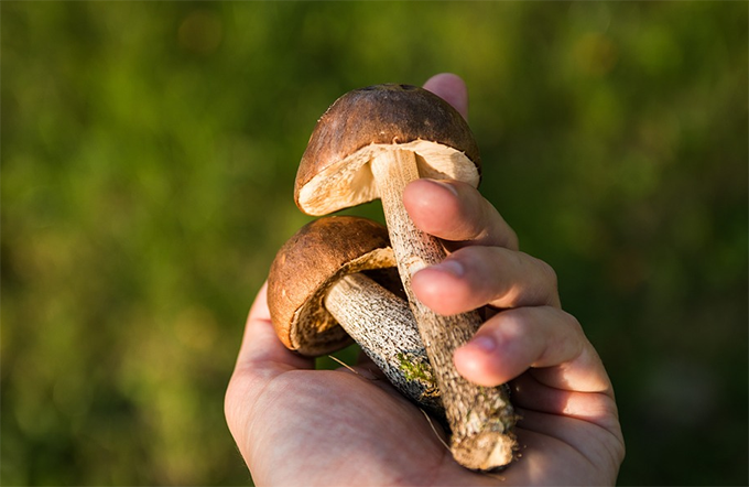 Pioggia, caldo e umidità: arrivano i funghi. Ecco qualche consiglio utile