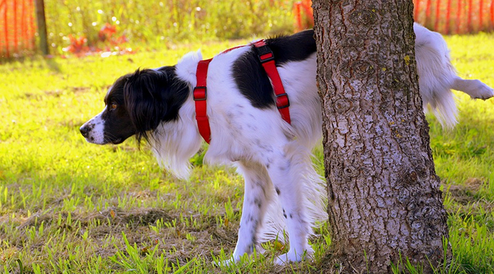 La cacca del cane in strada costa 400 euro. Domo inasprisce le sanzioni