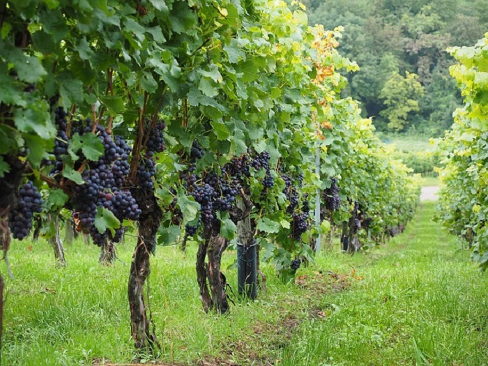 Sburocratizzare il comparto vitivinicolo è il prossimo obiettivo di Coldiretti