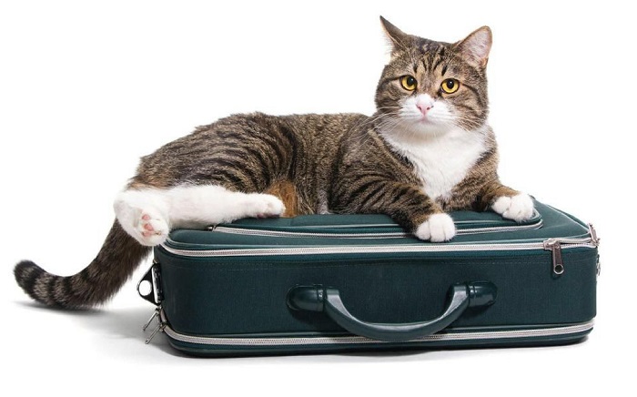 Brolo paese dei gatti è nella “Guida di viaggio per gattofili”