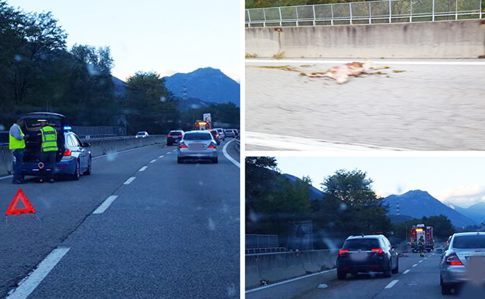 Animale travolto in superstrada