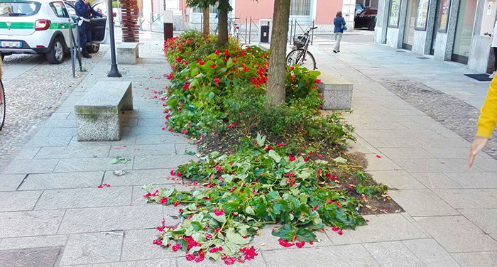 Vandali nella notte, fiori recisi dalle aiuole domesi